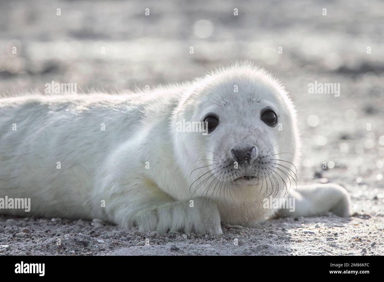 Phoque gris / phoque gris (Halichoerus grypus) gros plan portrait d'un jeune bébé mignon allongé sur une plage de sable le long de la côte de la mer du Nord en hiver Banque D'Images