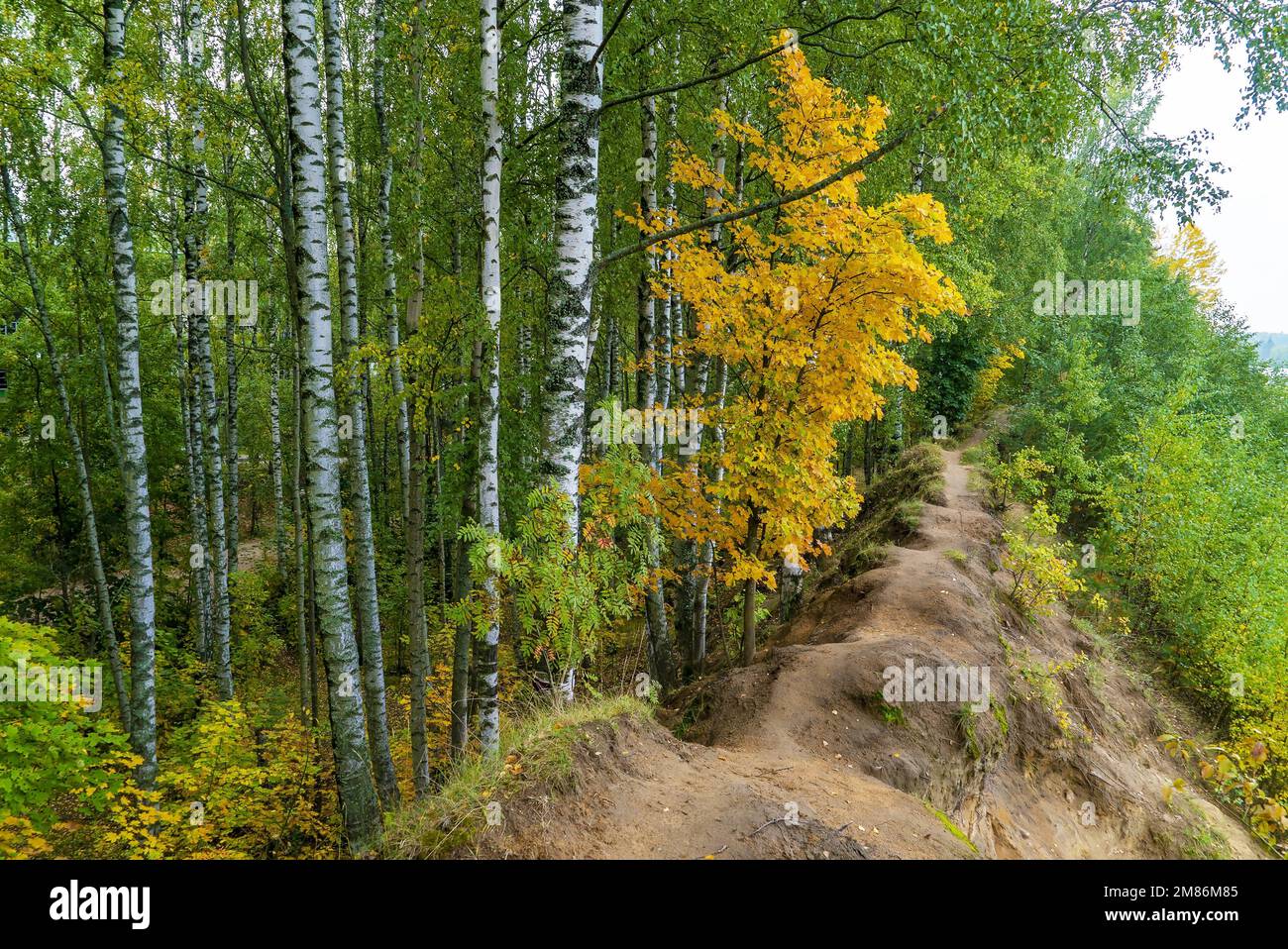 Un sentier forestier étroit dans la forêt d'automne parmi les oiseaux Banque D'Images