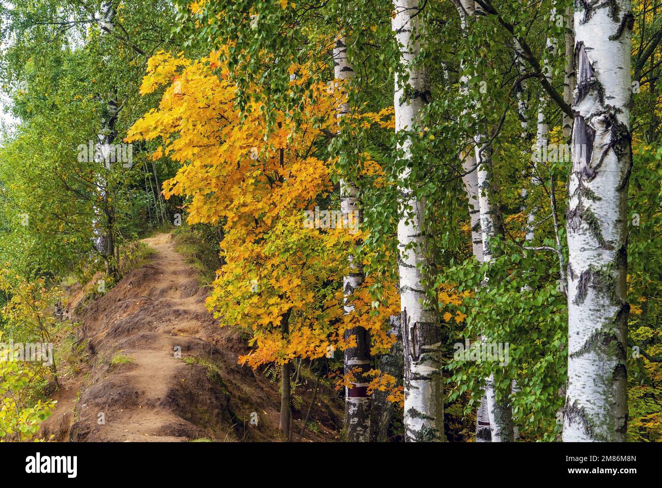 Un sentier forestier étroit dans la forêt d'automne parmi les oiseaux Banque D'Images