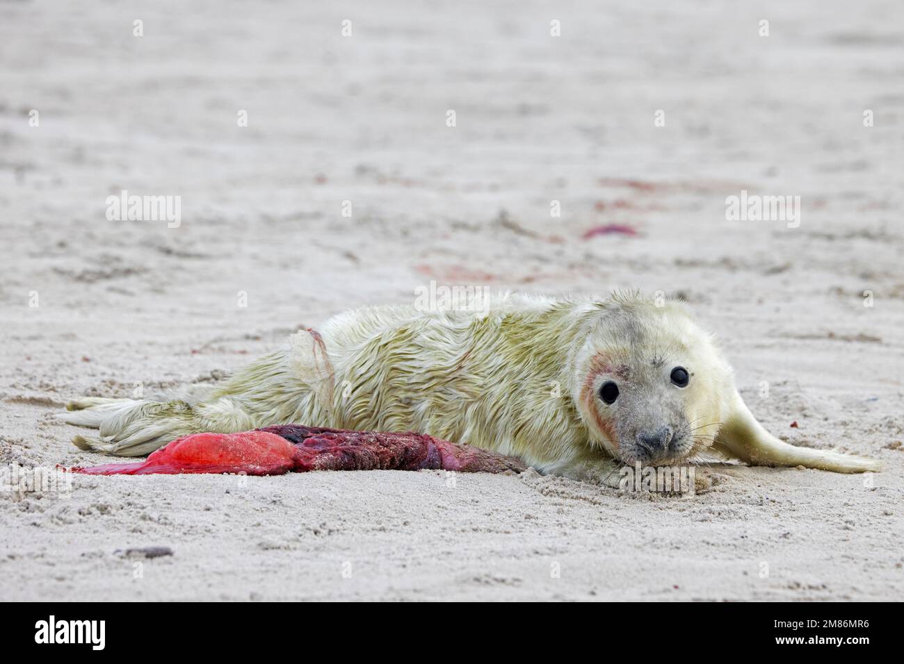 Phoque gris / phoque gris (Halichoerus grypus) chiot nouveau-né avec placenta / après-naissance, allongé sur une plage de sable le long de la côte de la mer du Nord en hiver Banque D'Images