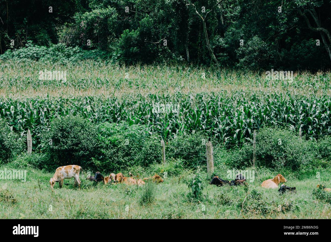 Nelore bovine à la ferme de Minas Gerais au Brésil. Banque D'Images
