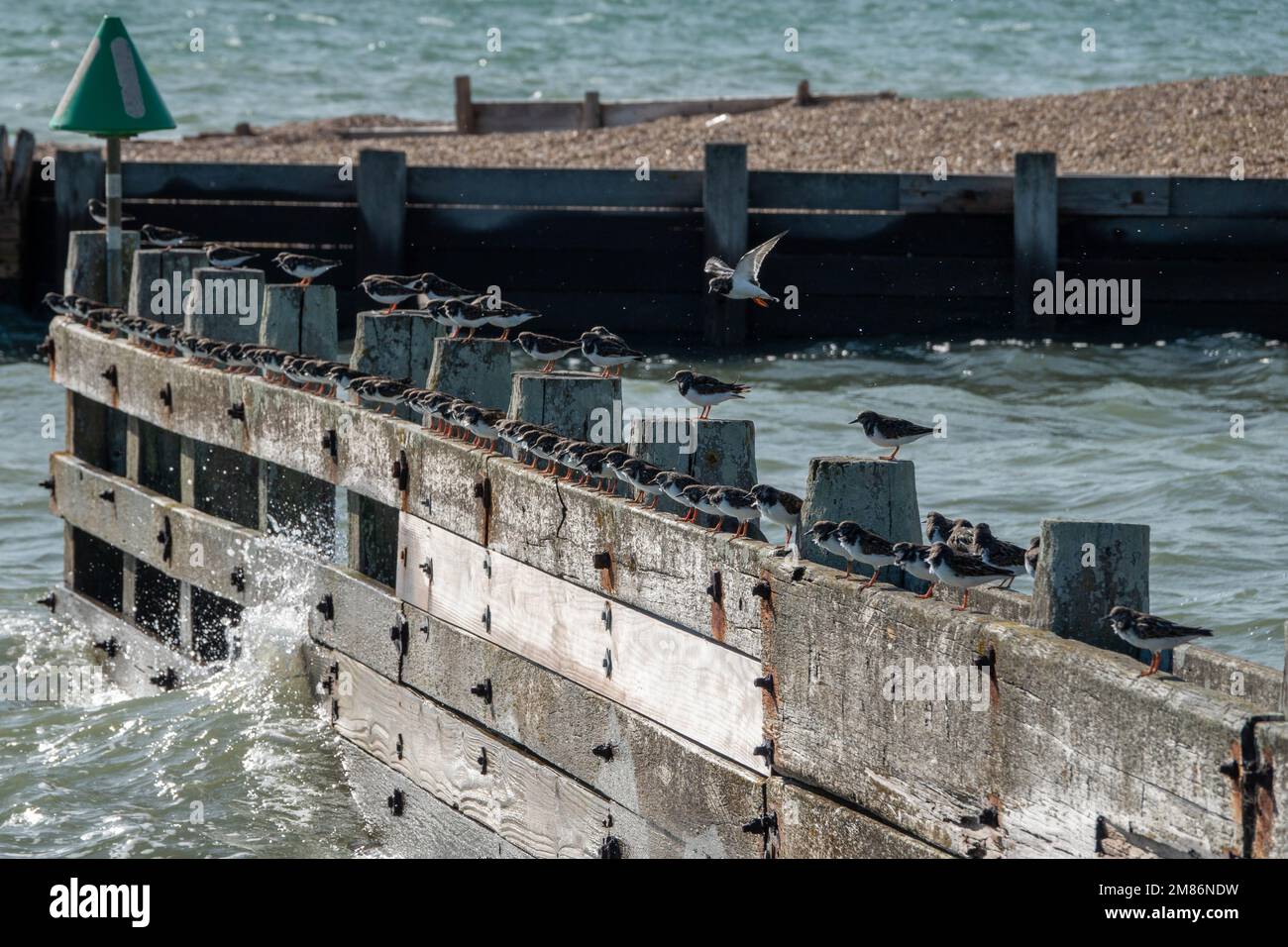des tourniquets alignés sur une vieille défense en bois de la mer dans l'eau Banque D'Images