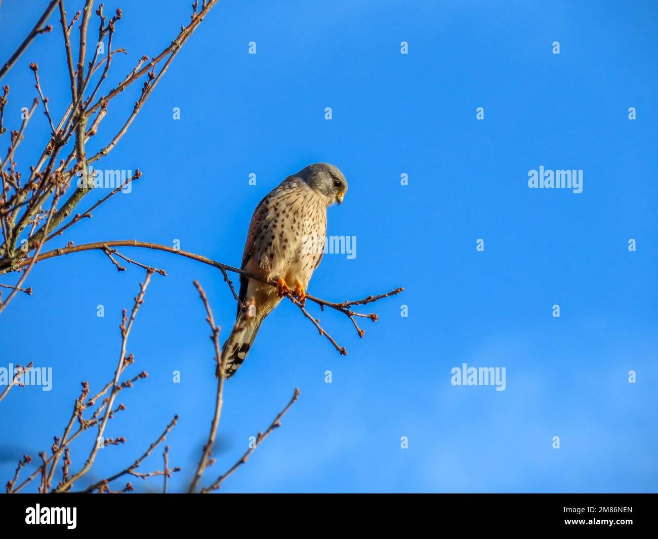 kestrel oiseau d'espèces de proies appartenant au groupe kestrel de la