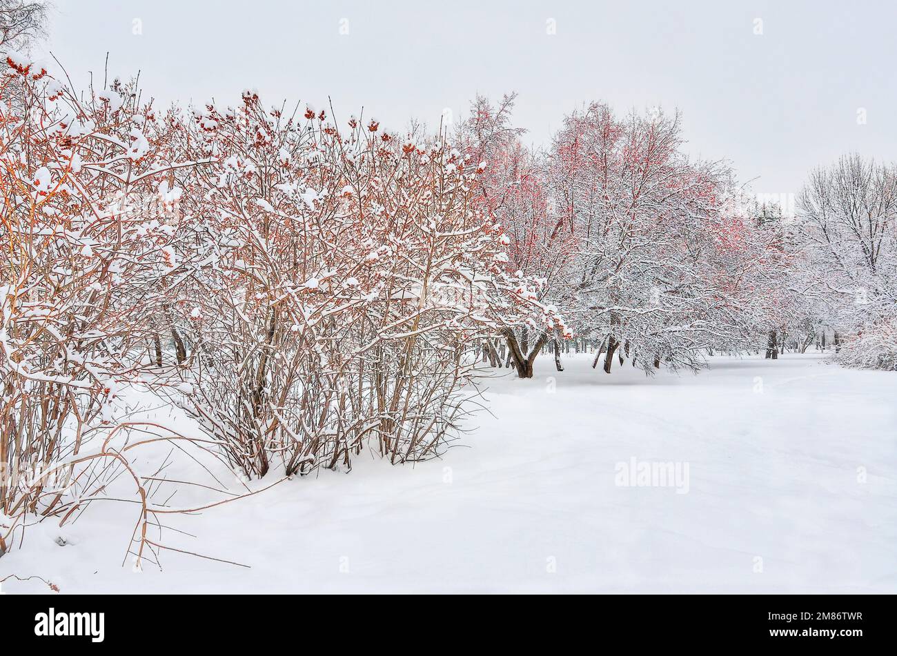 Parc municipal enneigé en hiver. Pommier sauvage recouvert de neige avec des fruits rouges et des buissons brillants sur une neige blanche et moelleuse sous un ciel blanc nuageux. Couleurs vives de W Banque D'Images