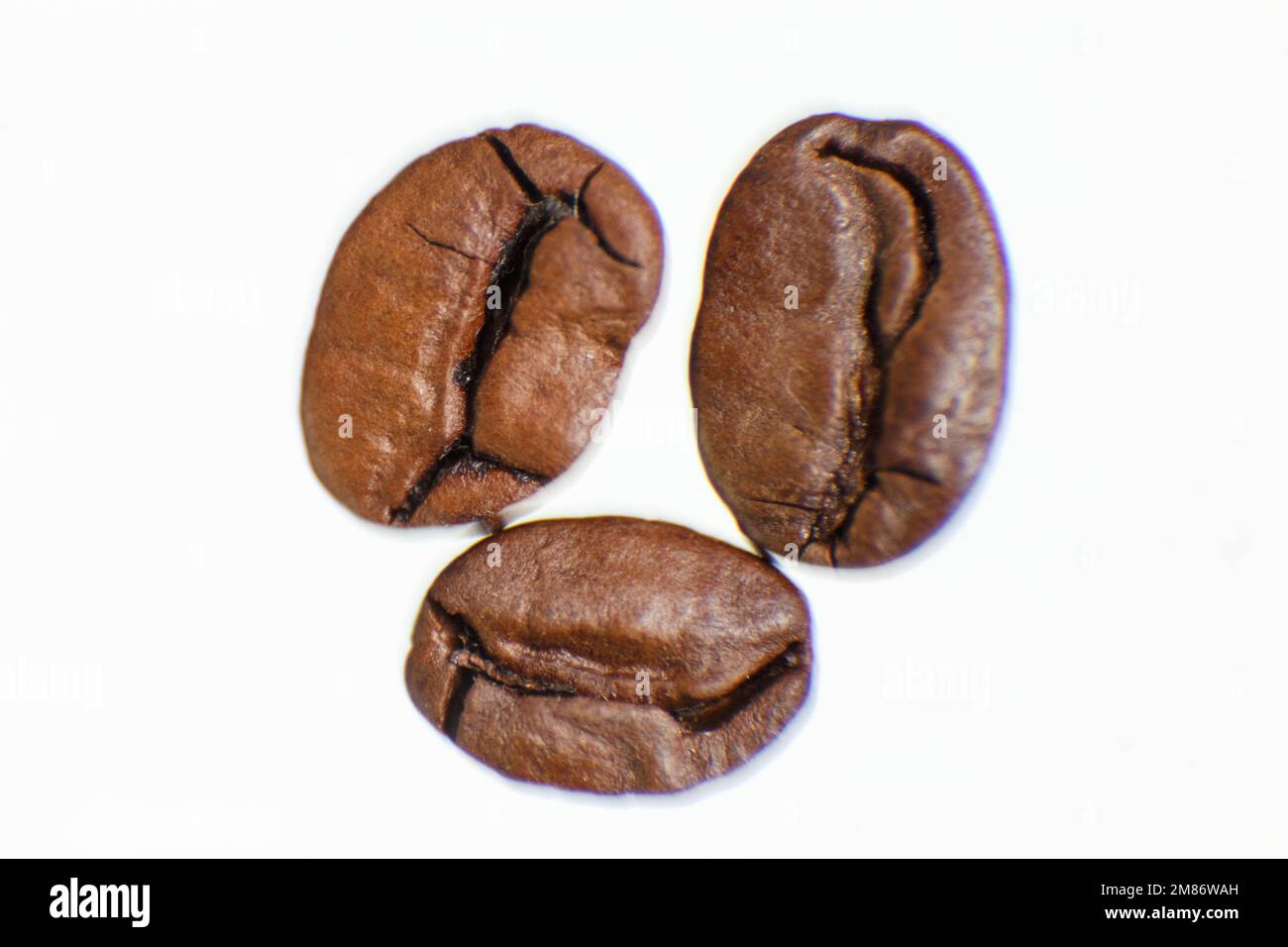 plusieurs grains de café photographiés sur fond blanc. Photo de haute qualité Banque D'Images