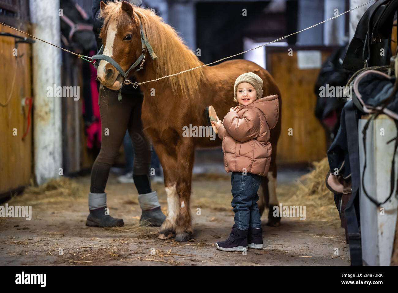 Entretien des chevaux à l'intérieur de l'écurie avant la course. Petite fille et poney mignons. Banque D'Images