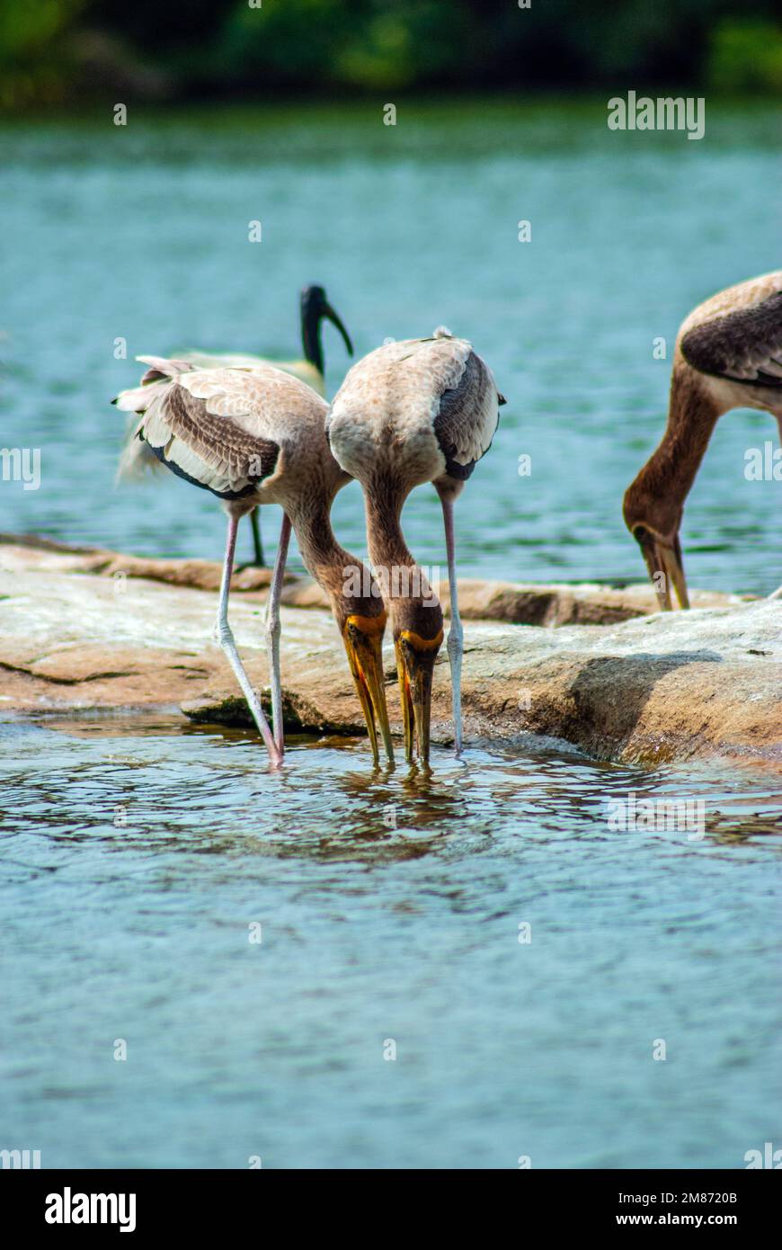 Cigogne peinte Banque D'Images