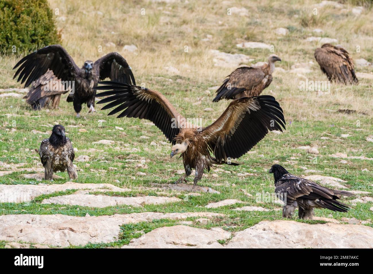 Trois espèces de vautours ensemble, le vautour noir, Aegypius monachus, le vautour barbu, Gypaetus barbatus et le vautour griffon Gyps fulvus. Serra del Bo Banque D'Images