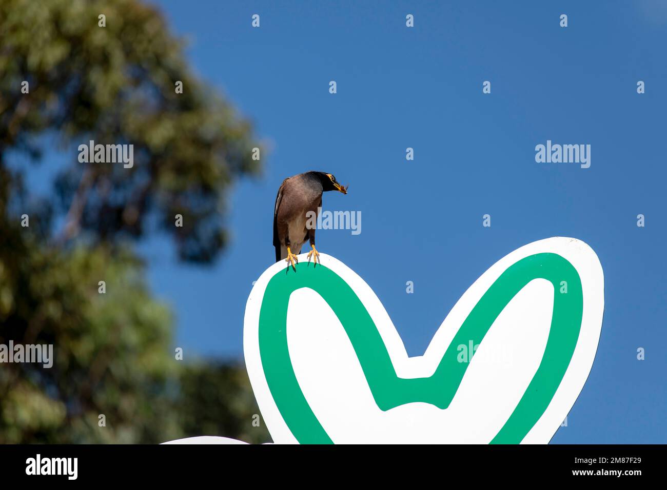 Australian Common Myna (Acridotheres tristis) perçant sur un panneau à Sydney, Nouvelle-Galles du Sud, Australie (photo de Tara Chand Malhotra) Banque D'Images