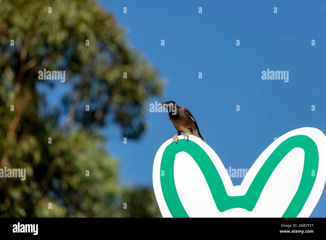 Australian Common Myna (Acridotheres tristis) perçant sur un panneau à Sydney, Nouvelle-Galles du Sud, Australie (photo de Tara Chand Malhotra) Banque D'Images