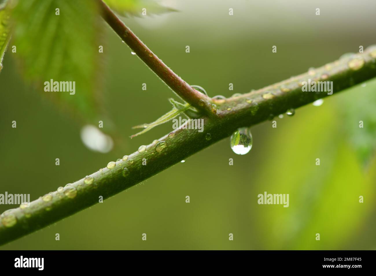 Gouttes de rosée du matin sur les tiges et les feuilles d'un jeune blackberry. Vue latérale. Photo haute résolution. Banque D'Images