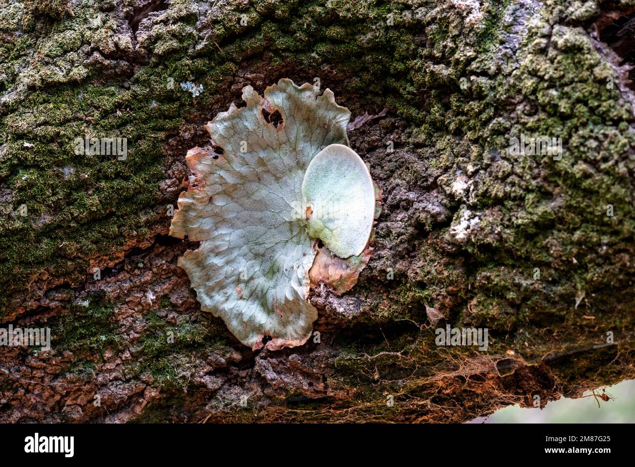 Un lichen foliaire non identifié qui pousse sur un arbre dans un parc de Sydney, Nouvelle-Galles du Sud, Australie (photo de Tara Chand Malhotra) Banque D'Images