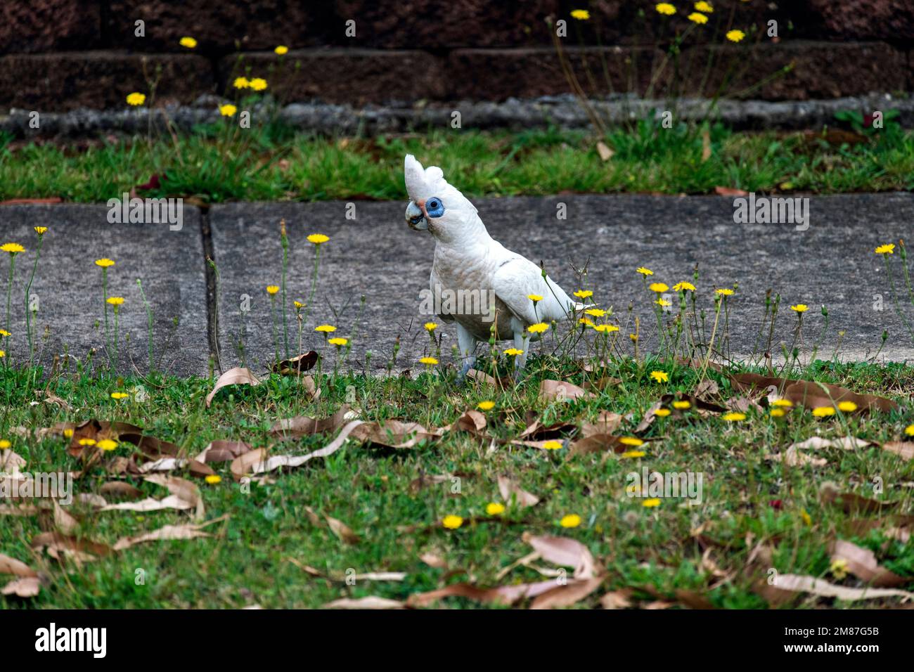 Gros plan d'une petite Corella (Cacatua sanguinea) à Sydney, Nouvelle-Galles du Sud, Australie (photo de Tara Chand Malhotra) Banque D'Images