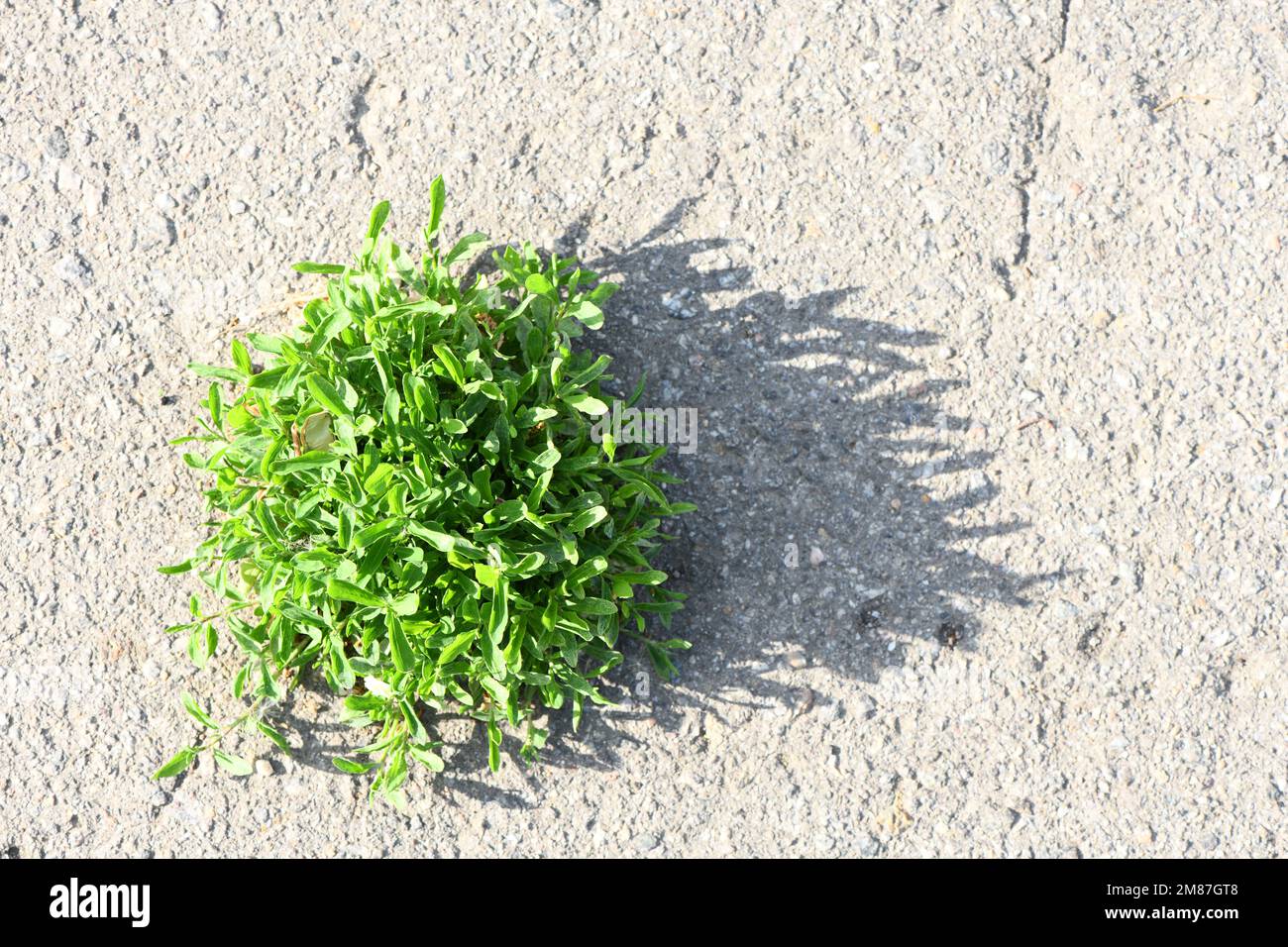 L'herbe traverse l'asphalte. Photo haute résolution. Profondeur de champ complète. Banque D'Images