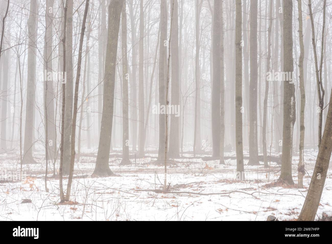 Brouillard épais dans la forêt d'érable Banque D'Images