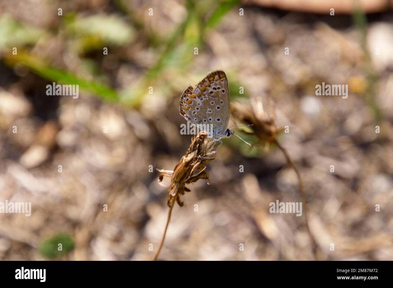 Papillon bleu commun (Polyommatus icarus) assis sur une tête de fleur morte, Biotopia, notre Dame de Monts, Vendée, France Banque D'Images