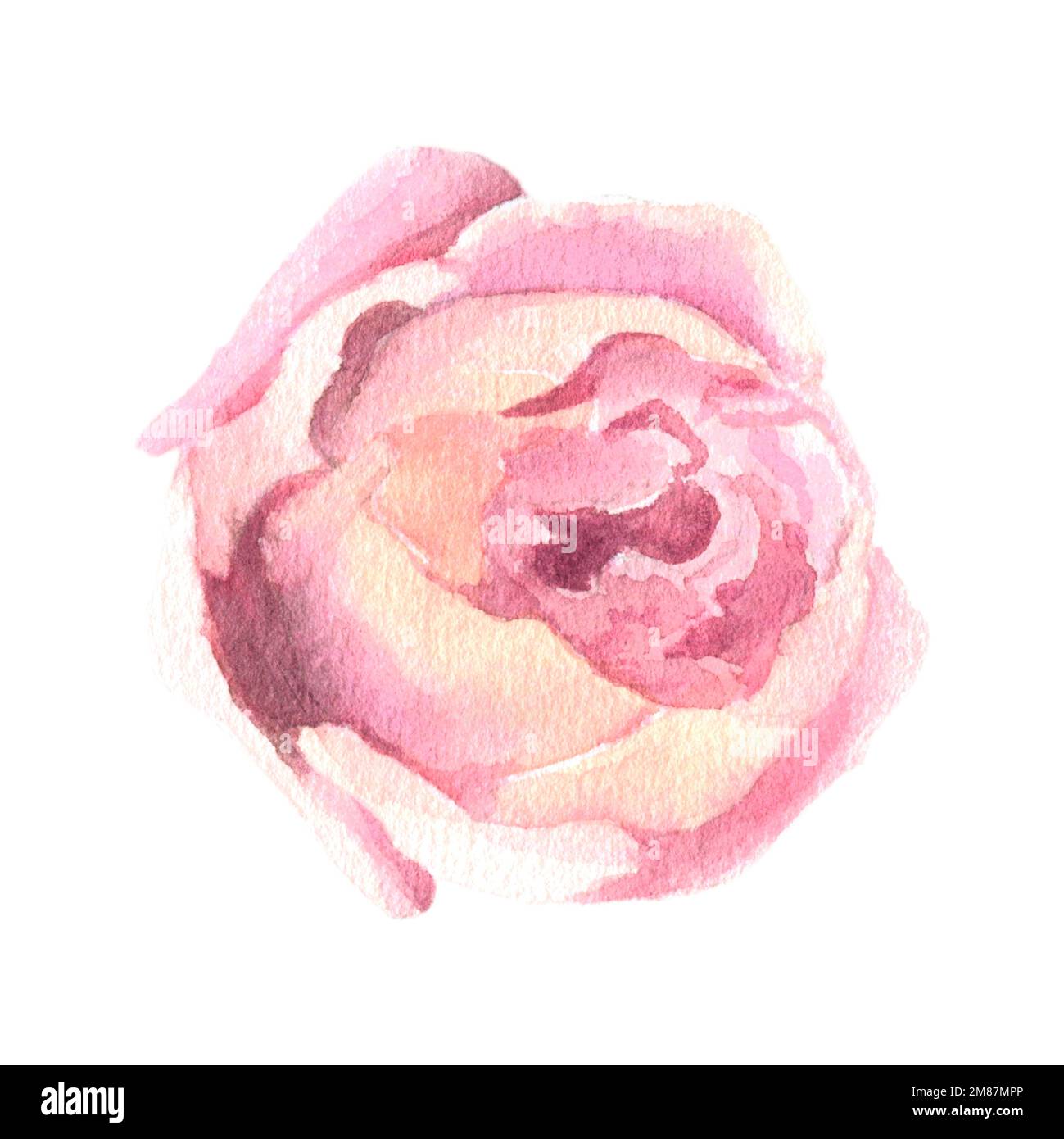 L'élément aquarelle rose pêche isole sur fond blanc. Pour la conception et la décoration de mariage et d'impression de voeux, cartes. Banque D'Images