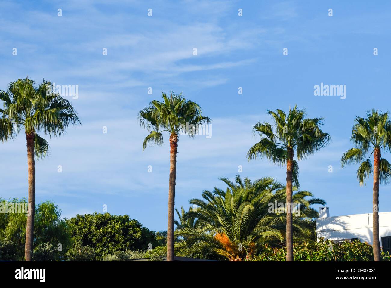 Palmiers dans une rangée avec ciel bleu en arrière-plan Banque D'Images