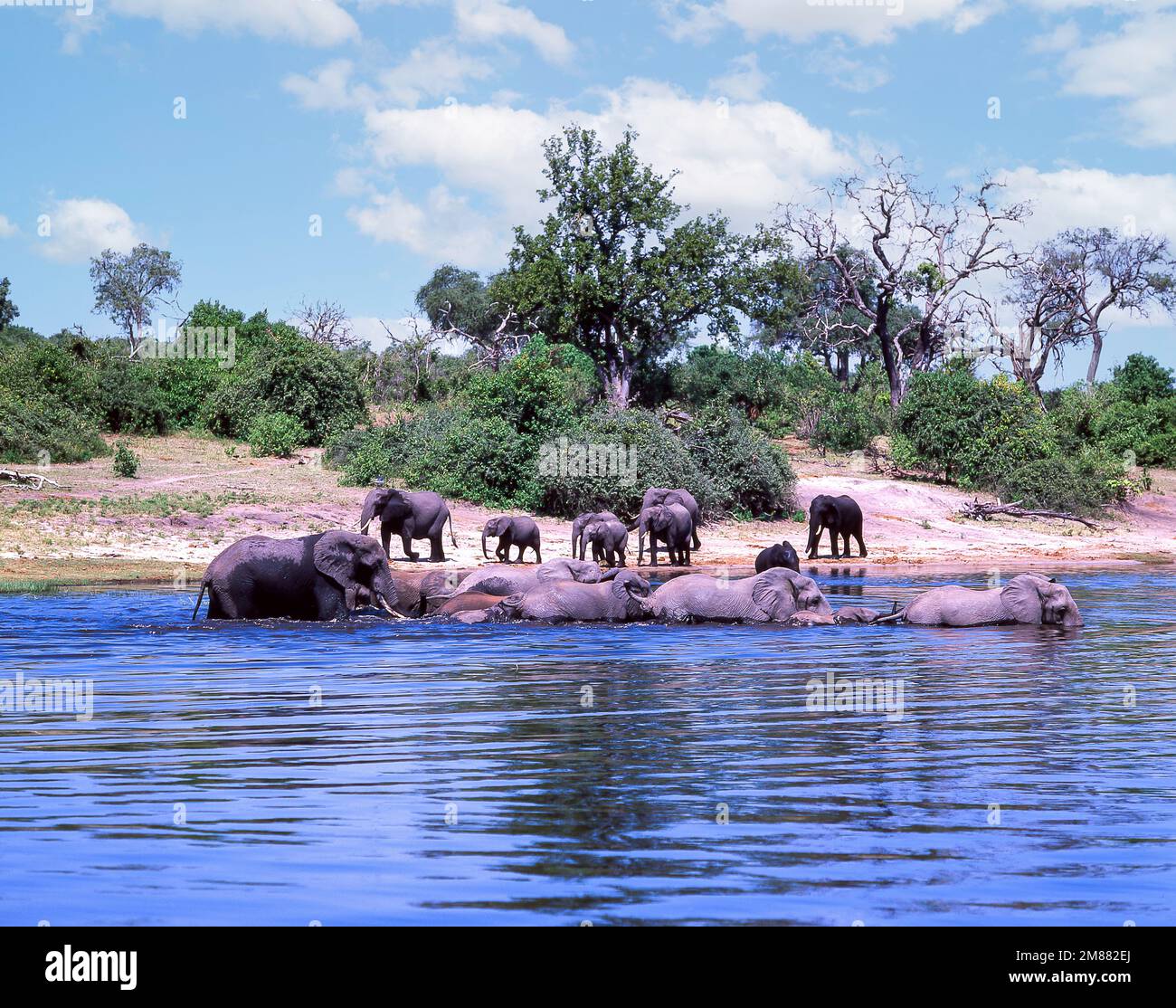 Éléphants jouant à River Chobe, parc national de Chobe, Chobe, République du Botswana Banque D'Images
