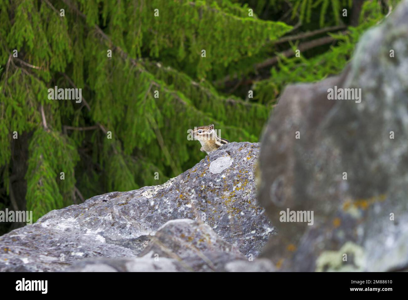 Chipmunk asiatique, ou Chipmunk sibérien lat. Eutamias sibiricus est un mammifère de la famille des rongeurs de la famille des écureuils. Banque D'Images