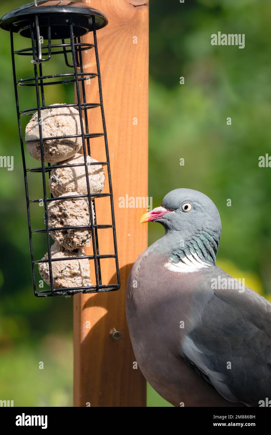 Pigeon en bois dans le jardin domestique sur mangeoire à oiseaux mangeant des boules de graisse de suet Banque D'Images