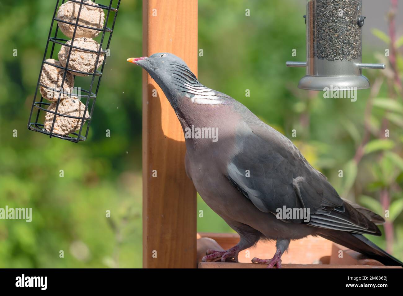 Pigeon en bois dans le jardin domestique sur mangeoire à oiseaux mangeant des boules de graisse de suet Banque D'Images