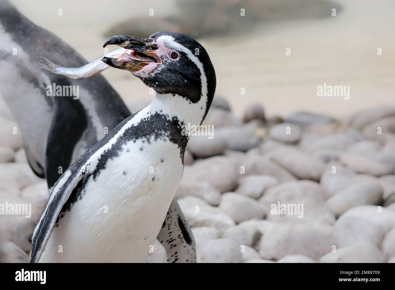 Pingouin Humboldt qui attrape des poissons dans sa bouche Banque D'Images
