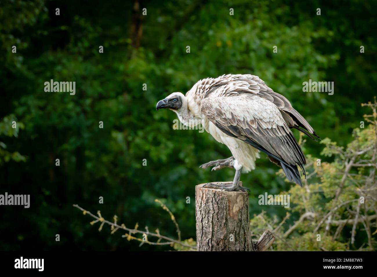 Vautour blanc perchée sur un tronc d'arbre montrant une membrane nictitante dans l'œil Banque D'Images