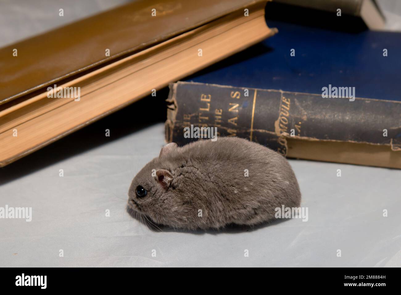 Hamster gris nain tournant près de livres vintage Banque D'Images