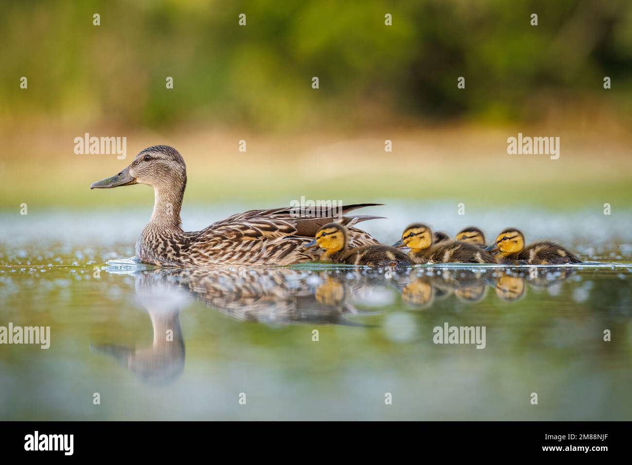 Canard colvert (anas platyrhynchos) poule nageant dans l'étang avec ses canetons Colorado, Etats-Unis Banque D'Images