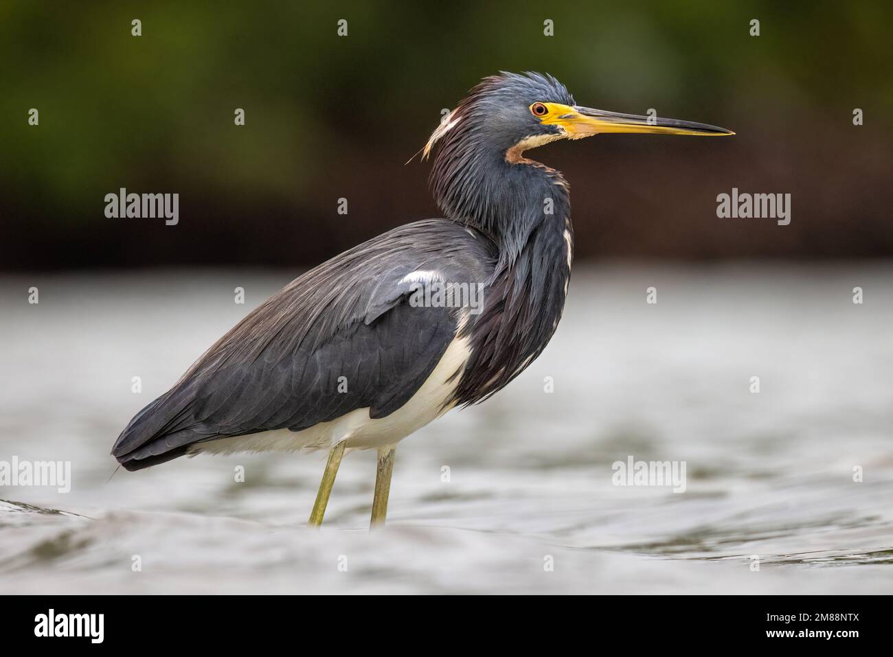 Héron tricolore adulte (egretta tricolor) barbotant dans de l'eau saumâtre le matin couvert en Floride, États-Unis Banque D'Images