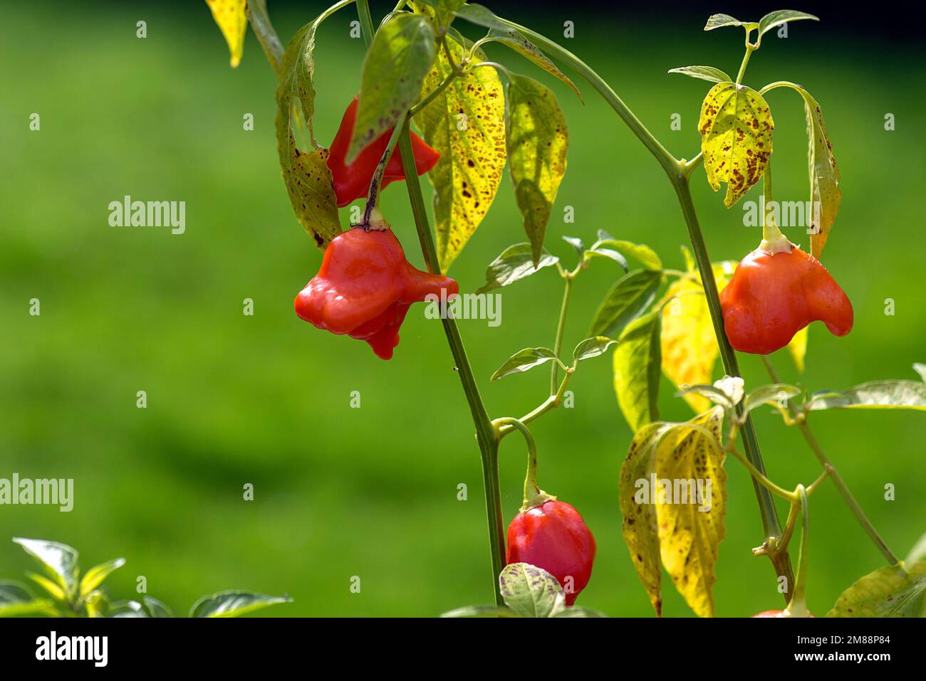 Couronne de l'évêque (Capsicum baccatum), Basyern, Allemagne Banque D'Images