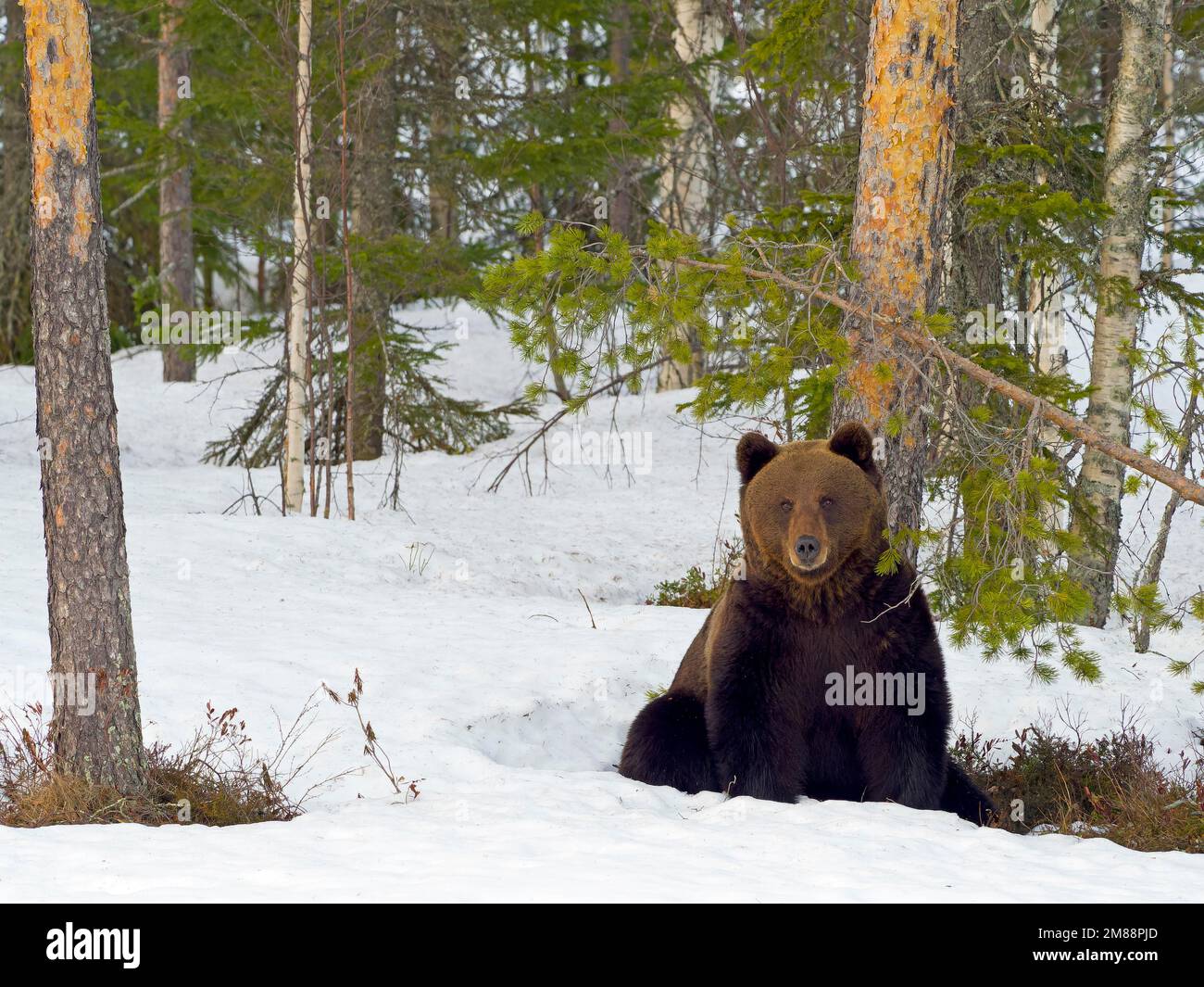 Ours brun européen (Ursus arctos) reposant contre un arbre dans une forêt enneigée, nord-est de la Finlande, région de Kuhmo, Finlande, Europe Banque D'Images