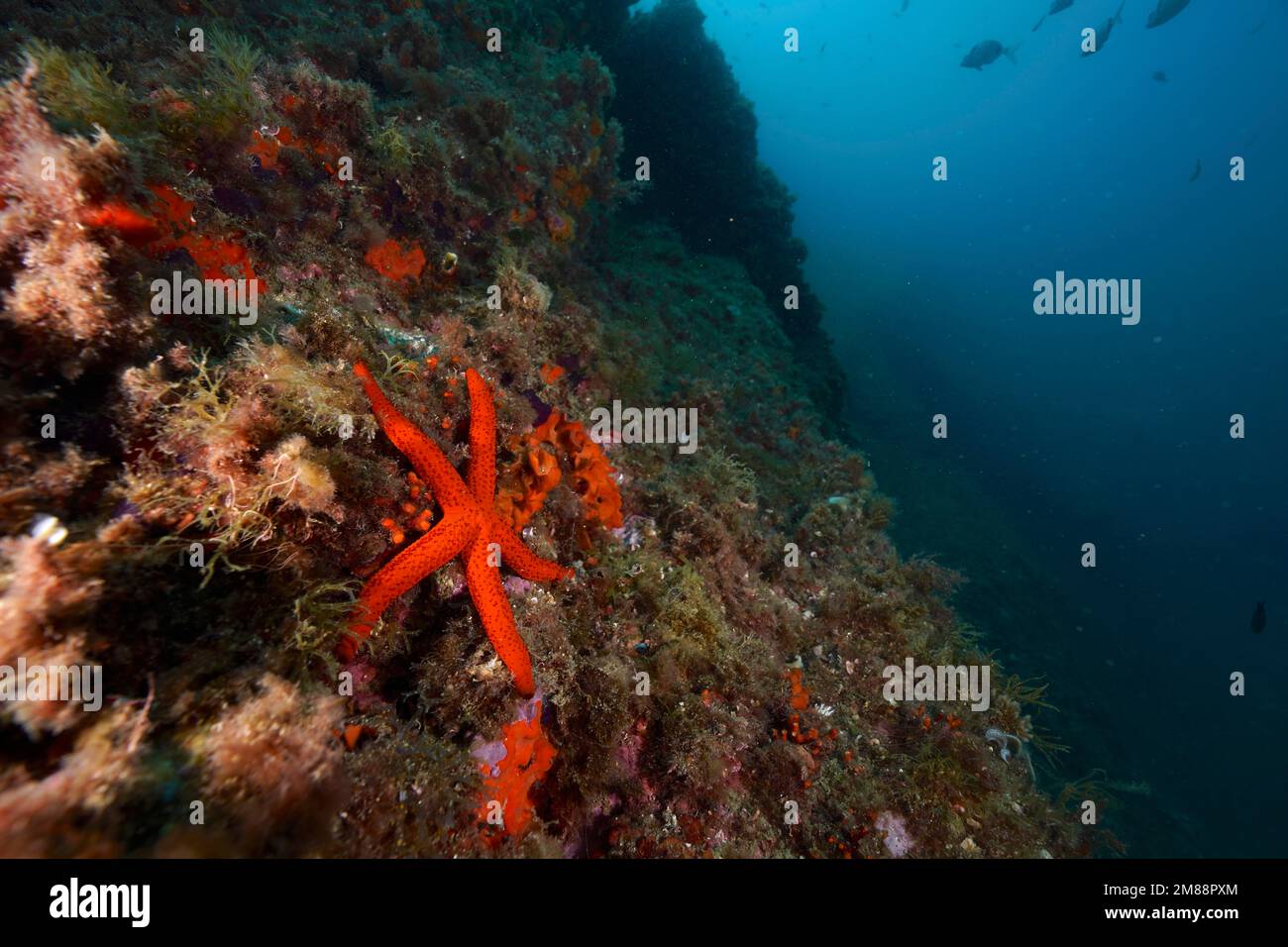 Étoile de mer rouge méditerranéenne (Echinaster seposituus) sur un mur escarpé. Site de plongée Réserve marine Cap de Creus, Rosas, Costa Brava, Espagne, Mer méditerranée Banque D'Images