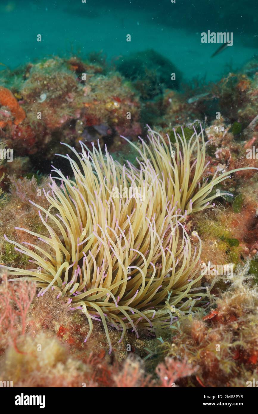 Anémone d'Oppelet (Anemonia sulcata) . Site de plongée Réserve marine Cap de Creus, Rosas, Costa Brava, Espagne, Mer méditerranée, Europe Banque D'Images