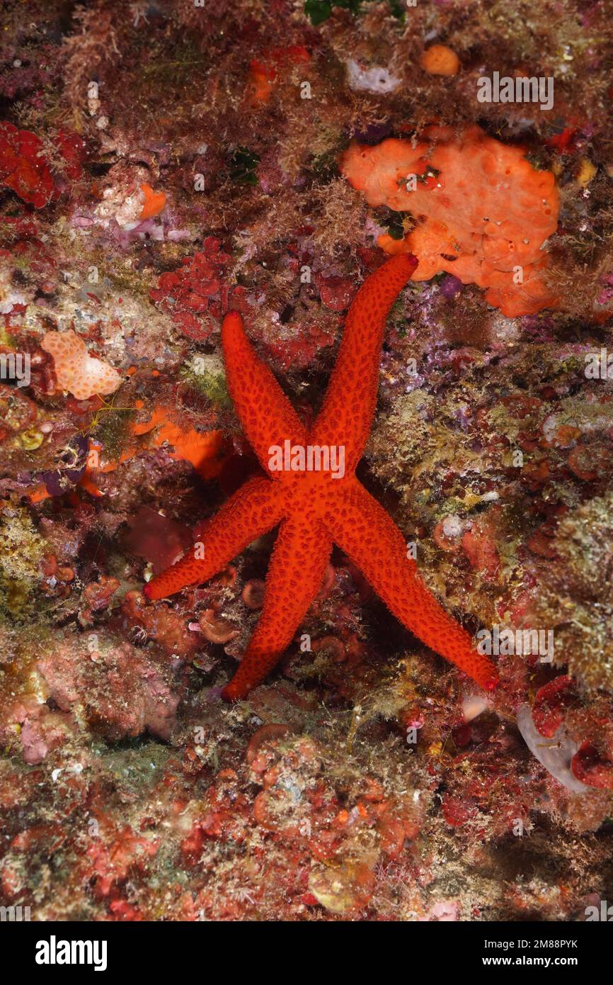 Gros plan de l'étoile de mer rouge méditerranéenne (Echinaster seposituus) . Site de plongée Réserve marine Cap de Creus, Rosas, Costa Brava, Espagne, Mer méditerranée, E Banque D'Images