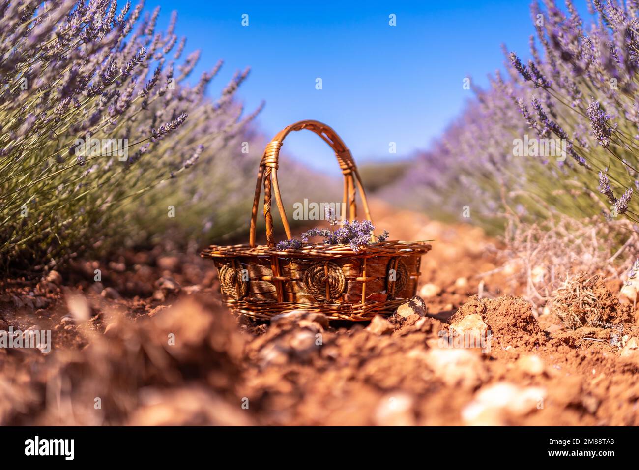 Un panier pour recueillir des fleurs violettes dans un champ de lavande, le mode de vie Banque D'Images