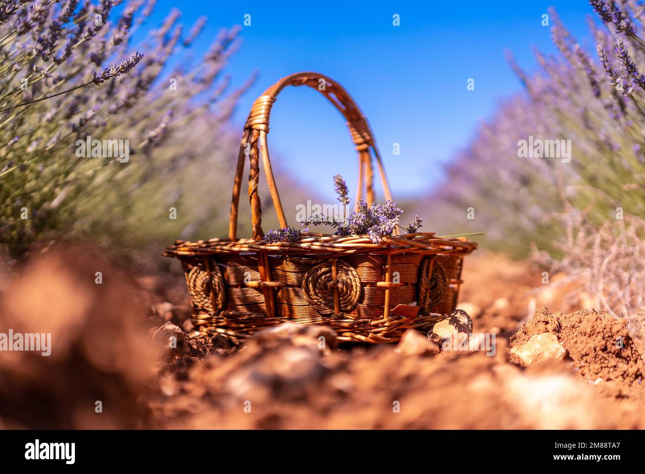 Un panier pour recueillir les fleurs de lavande pourpres dans un champ de lavande, le mode de vie, reposant sur le sol Banque D'Images