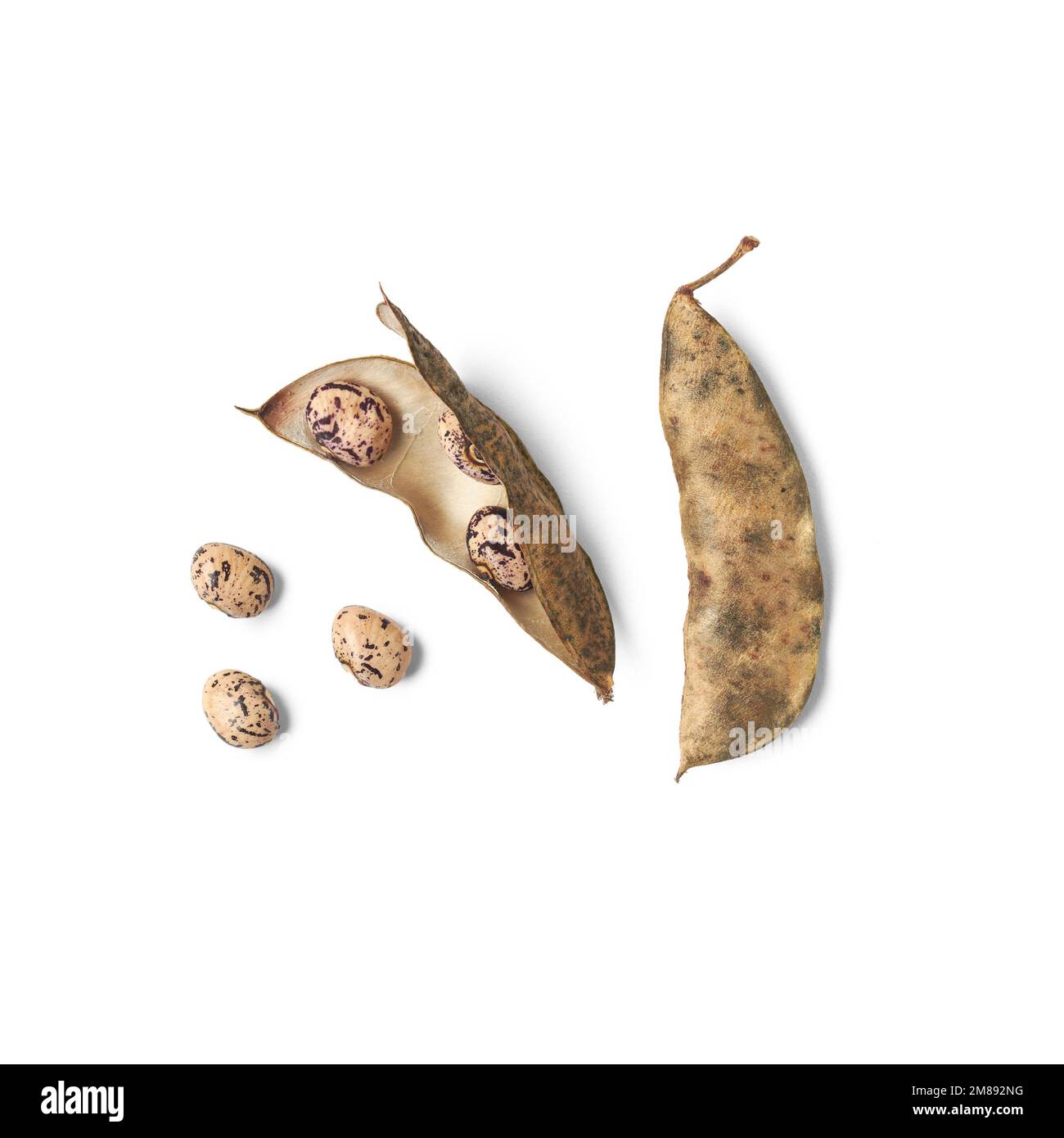 sauvez les graines des gousses de haricots secs ou de pois, en utilisant des légumes secs pour récolter les graines, des haricots mouchetés bruns avec des gousses isolées sur fond blanc Banque D'Images