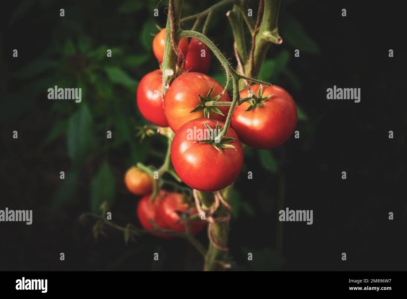 Tomates rouges poussant sur la vigne, gros plan Banque D'Images