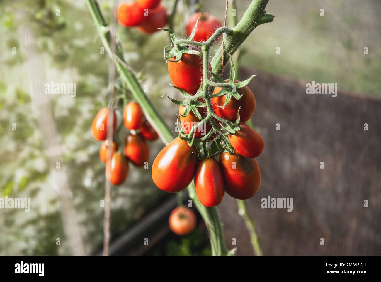 Culture de tomates de serre Banque D'Images
