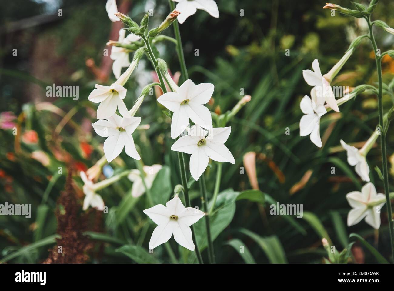 Tabac perse Nicotiana alata plante à fleurs blanches poussant dans le jardin Banque D'Images