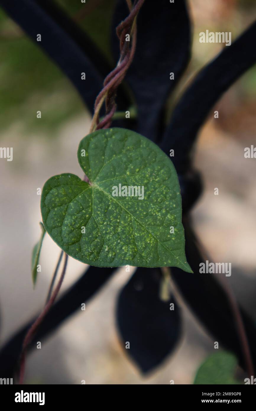 Plan vertical d'une feuille en forme de cœur sur une vigne Banque D'Images