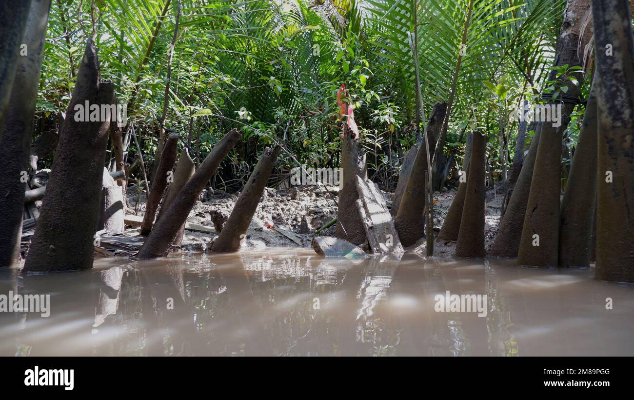 Plusieurs arbres de Nipa morts, sur la rive d'Une rivière boueuse Banque D'Images