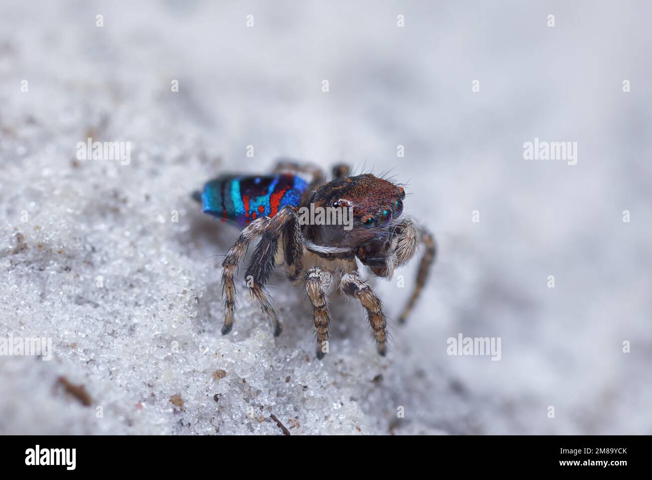 Mâle Maratus karrie sur sable blanc, quartz Banque D'Images