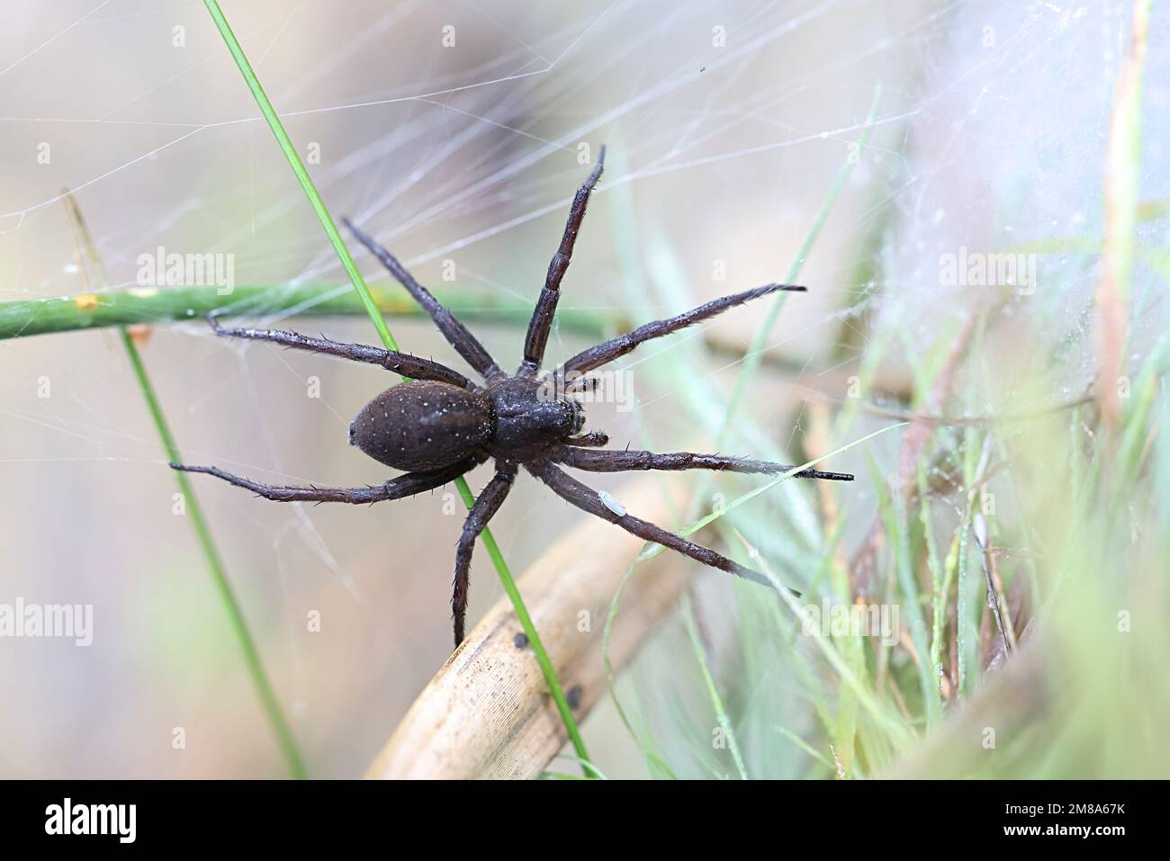 Grande araignée de radeau, Dolomedes plantarius, également appelée araignée de radeau de fène, nid de gardien femelle Banque D'Images