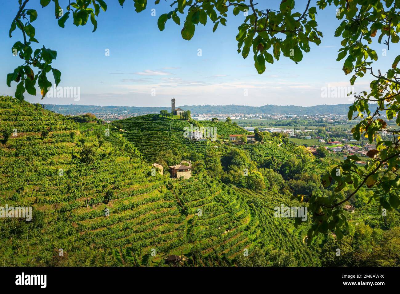 Collines Prosecco, vignobles et église San Lorenzo au sommet des collines. Feuilles d'un arbre comme cadre. Patrimoine mondial de l'UNESCO. Farra di Soligo. VE Banque D'Images