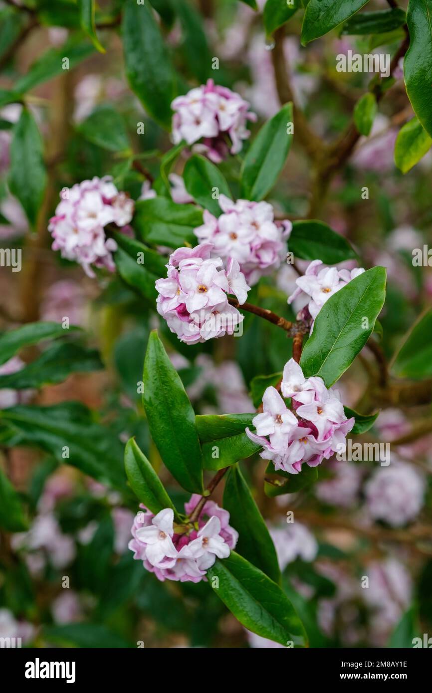 Daphne bolua Jacqueline Postill, daphne Jacqueline Postill, arbuste à feuilles persistantes avec fleurs rose-violacé et blanches dans les grappes terminales Banque D'Images