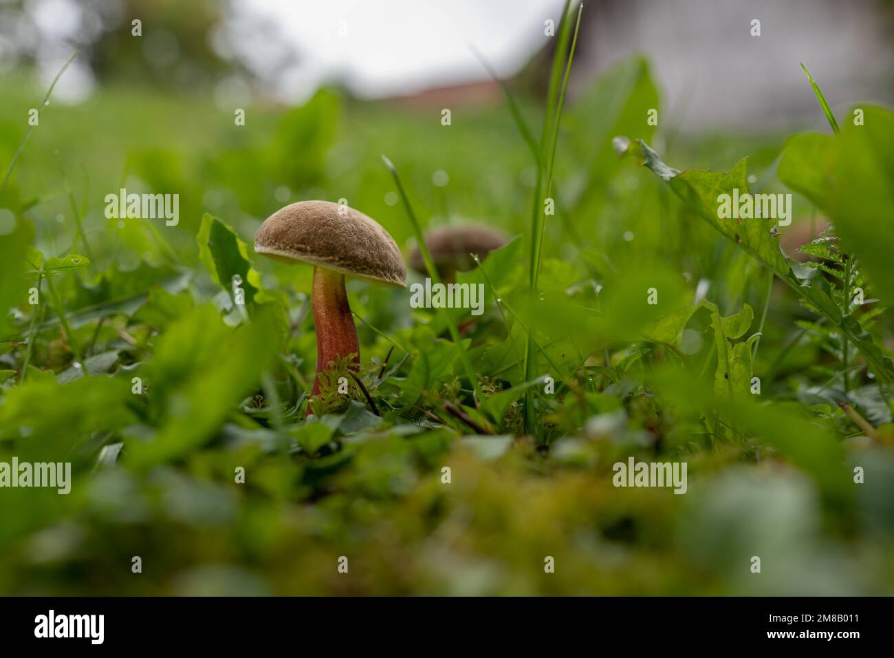 Les champignons en forêt Banque D'Images