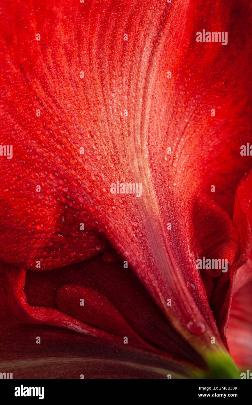 Rouge hiver noël fleur amaryllis Joyeux Noël gros plan Banque D'Images